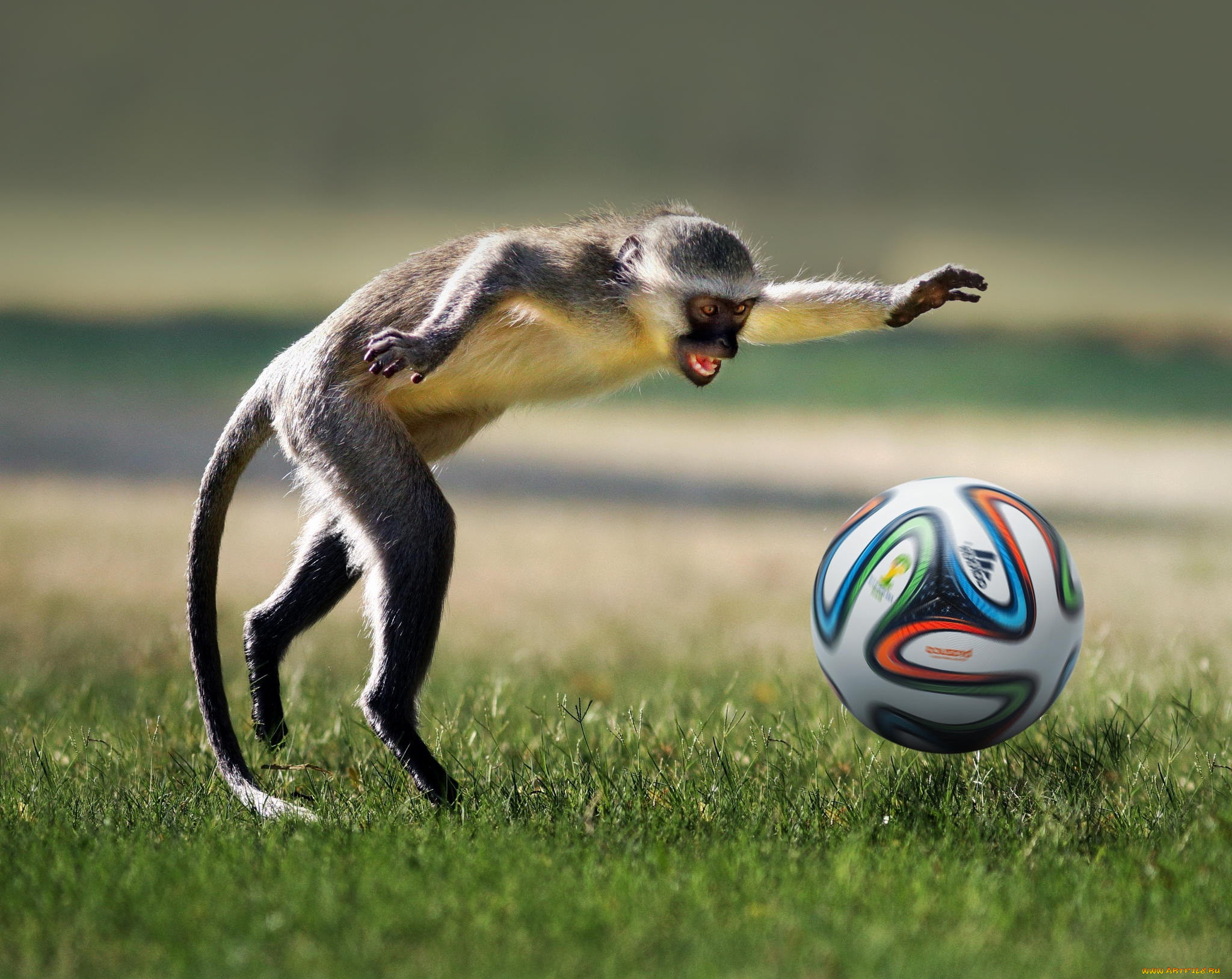 животные, обезьяны, футбол, football, ball, game, monkey, игра, животное, p...